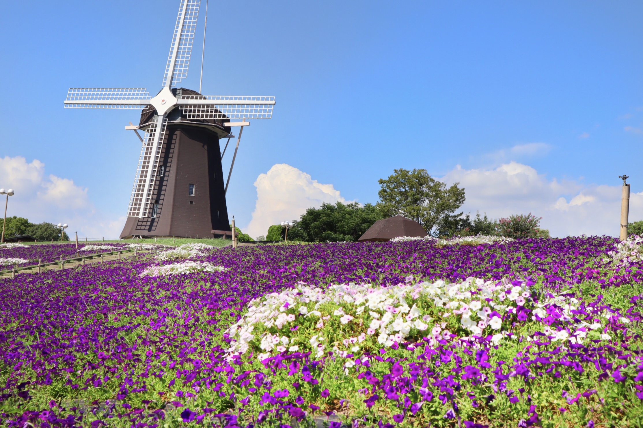 大阪鶴見緑地公園の風車とペチュニアの花の紫の絨毯