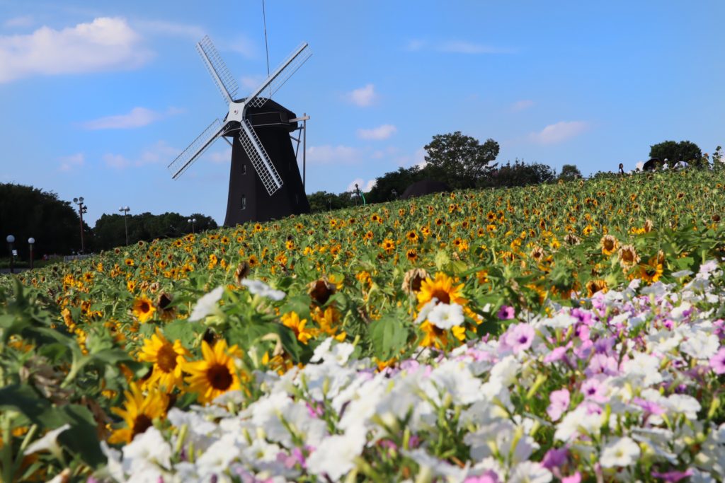大阪鶴見緑地公園の風車と一面のひまわり畑（８月）
