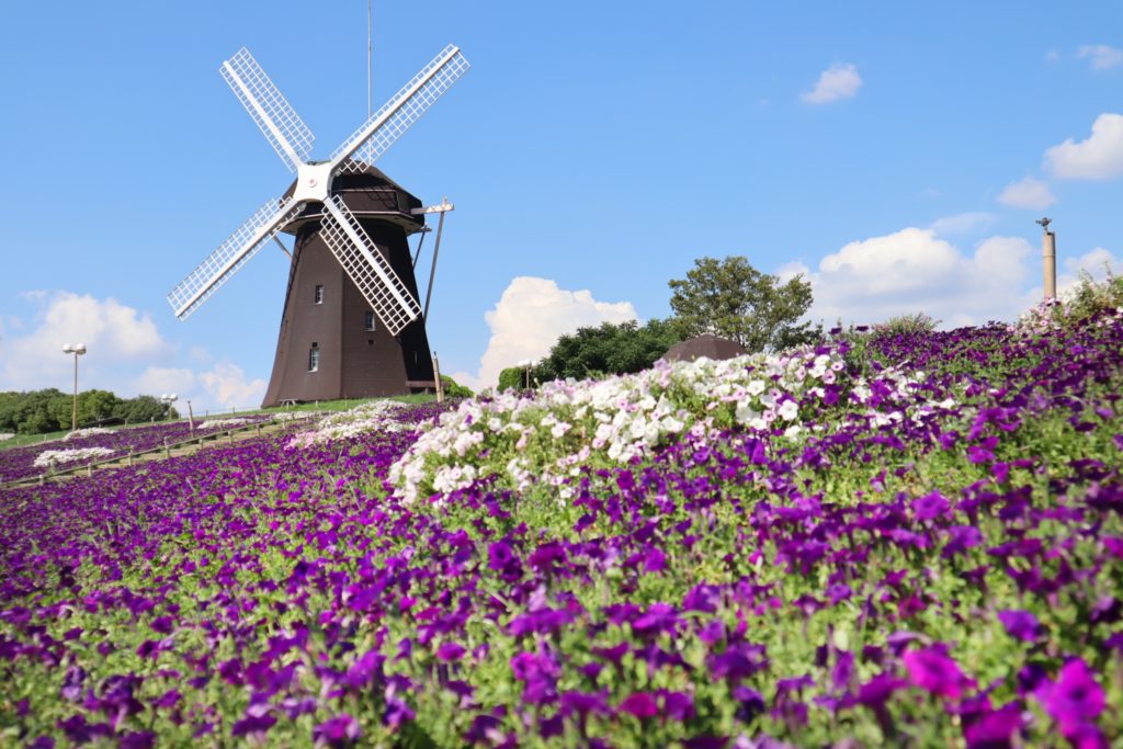 大阪鶴見緑地公園の風車とペチュニアの花の紫の絨毯